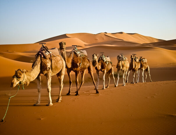 3-day Marrakech to Fes Desert Tour